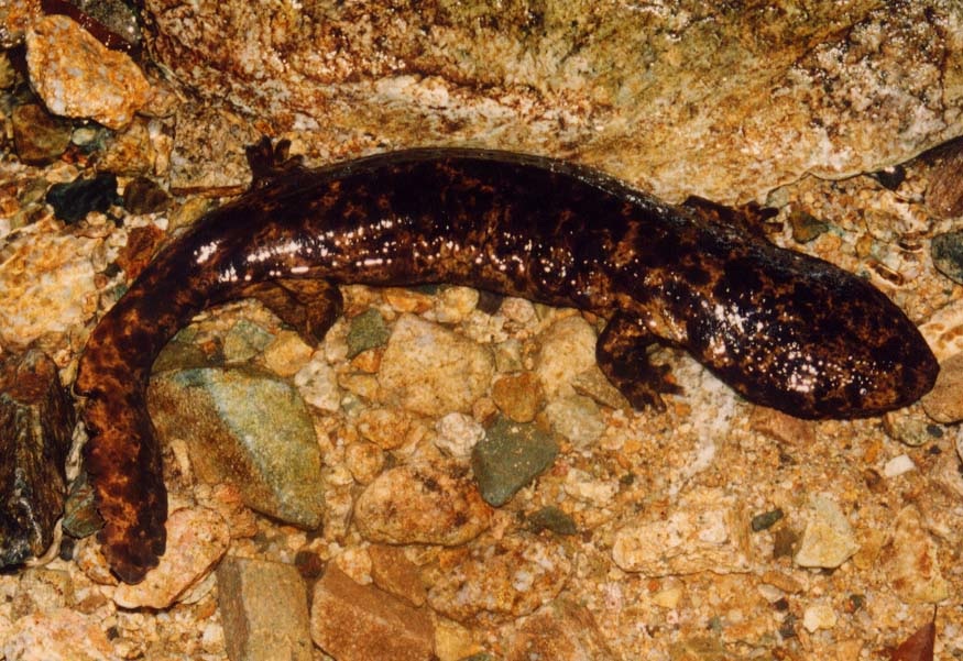 Andrias japonicus Male 1